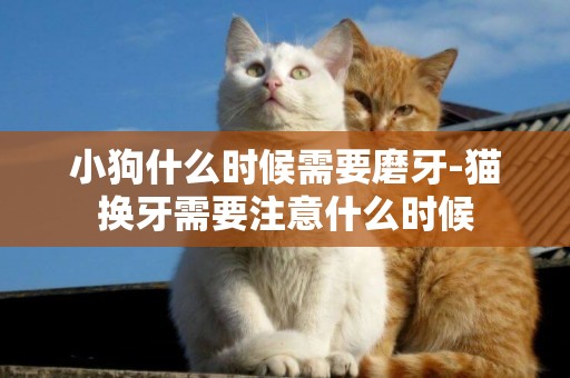 小狗什么時候需要磨牙-貓換牙需要注意什么時候