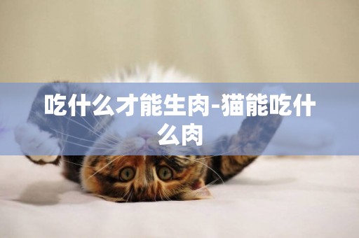 吃什么才能生肉-貓能吃什么肉