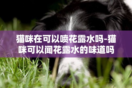 貓咪在可以噴花露水嗎-貓咪可以聞花露水的味道嗎
