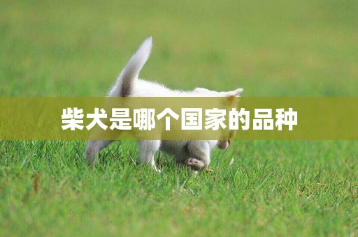柴犬是哪個國家的品種