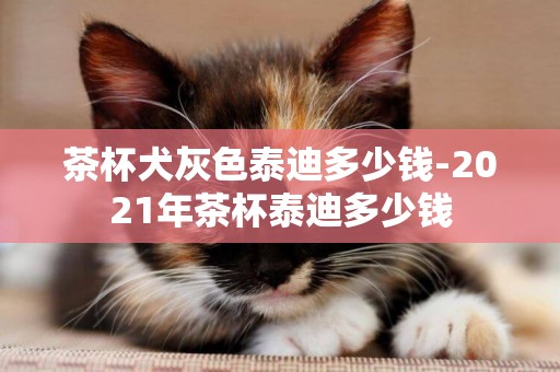 茶杯犬灰色泰迪多少錢-2021年茶杯泰迪多少錢