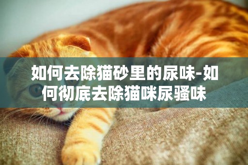如何去除貓砂里的尿味-如何徹底去除貓咪尿騷味