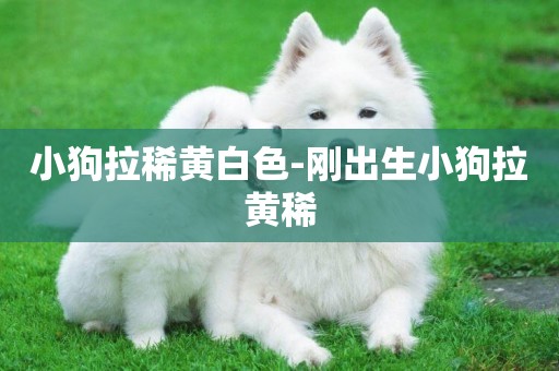 小狗拉稀黃白色-剛出生小狗拉黃稀