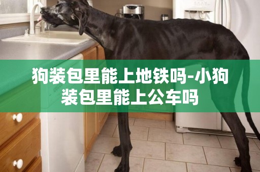 狗裝包里能上地鐵嗎-小狗裝包里能上公車嗎