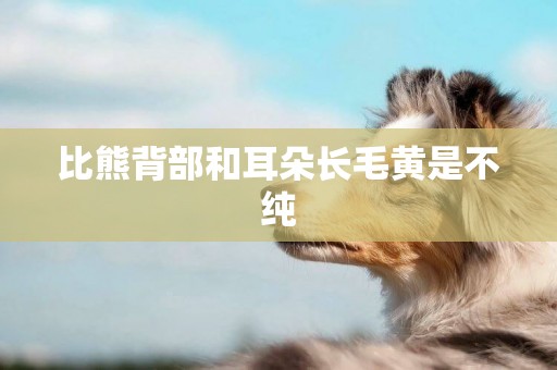 比熊背部和耳朵長毛黃是不純