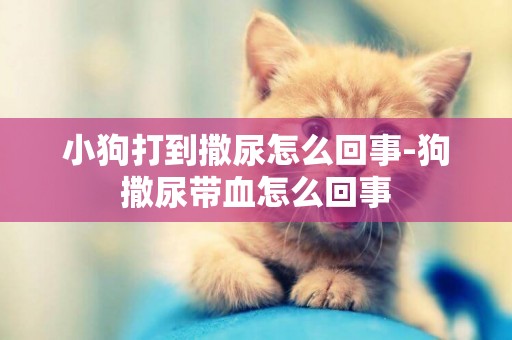小狗打到撒尿怎么回事-狗撒尿帶血怎么回事