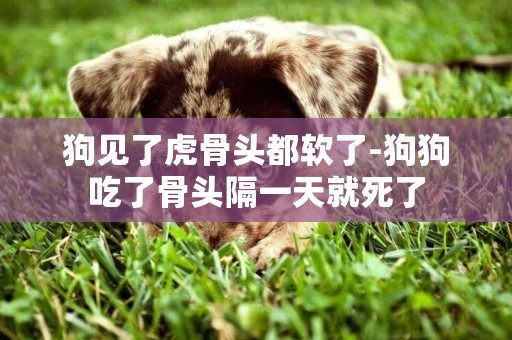 狗見了虎骨頭都軟了-狗狗吃了骨頭隔一天就死了