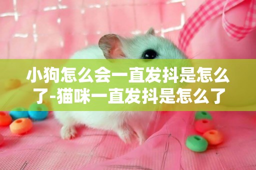小狗怎么會一直發抖是怎么了-貓咪一直發抖是怎么了