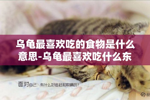 烏龜最喜歡吃的食物是什么意思-烏龜最喜歡吃什么東西