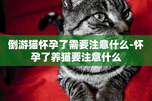 倒游貓懷孕了需要注意什么-懷孕了養貓要注意什么