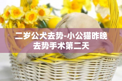 二歲公犬去勢-小公貓昨晚去勢手術第二天