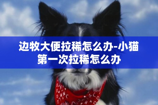 邊牧大便拉稀怎么辦-小貓第一次拉稀怎么辦