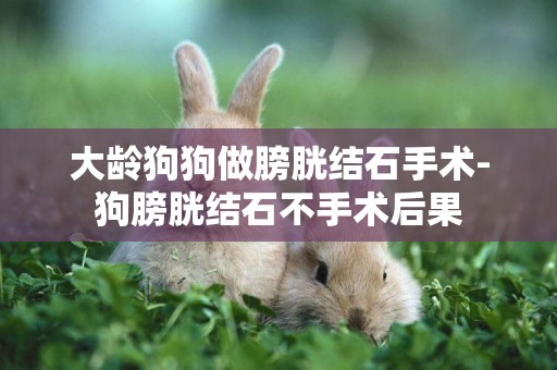 大齡狗狗做膀胱結石手術-狗膀胱結石不手術后果