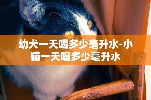 幼犬一天喝多少毫升水-小貓一天喝多少毫升水