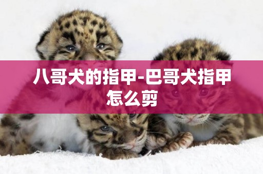 八哥犬的指甲-巴哥犬指甲怎么剪