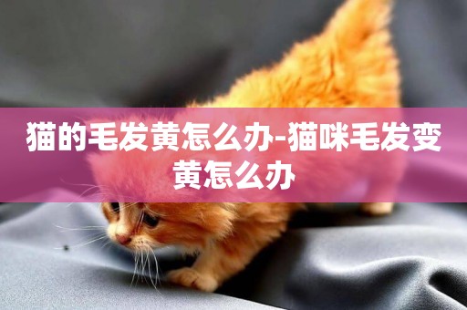 貓的毛發黃怎么辦-貓咪毛發變黃怎么辦