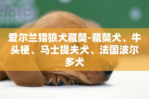 愛爾蘭獵狼犬藏獒-藏獒犬、牛頭梗、馬士提夫犬、法國波爾多犬