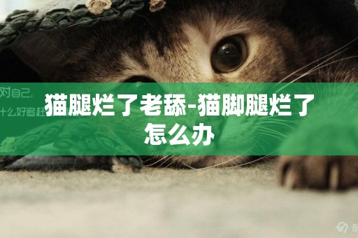 貓腿爛了老舔-貓腳腿爛了怎么辦