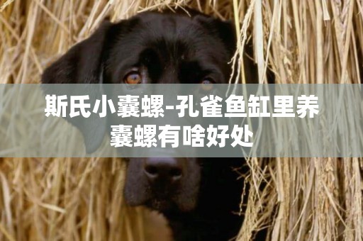 斯氏小囊螺-孔雀魚缸里養囊螺有啥好處