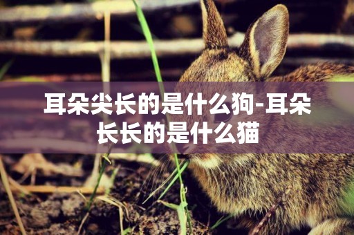 耳朵尖長的是什么狗-耳朵長長的是什么貓