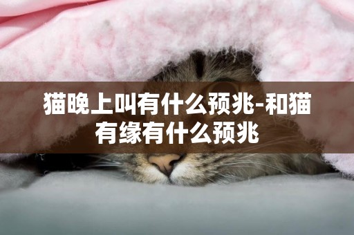 貓晚上叫有什么預兆-和貓有緣有什么預兆