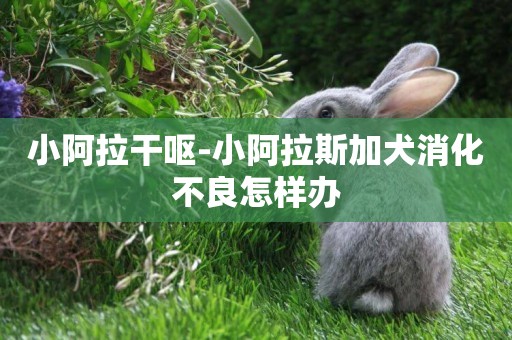 小阿拉干嘔-小阿拉斯加犬消化不良怎樣辦