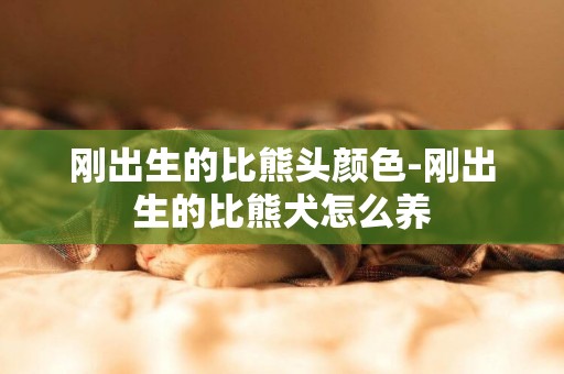 剛出生的比熊頭顏色-剛出生的比熊犬怎么養