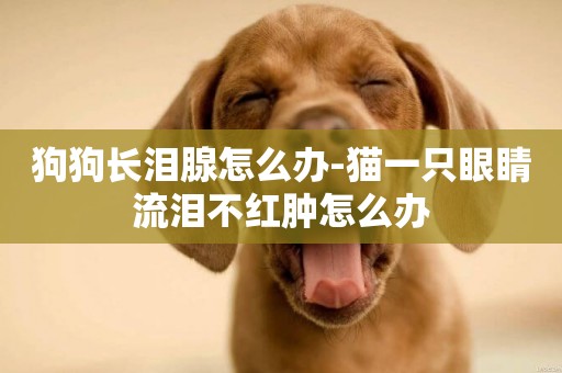 狗狗長淚腺怎么辦-貓一只眼睛流淚不紅腫怎么辦