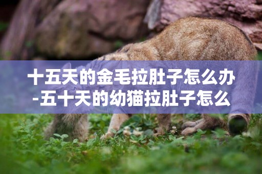 十五天的金毛拉肚子怎么辦-五十天的幼貓拉肚子怎么辦