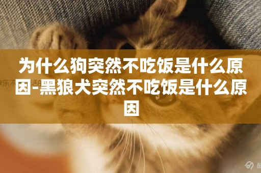 為什么狗突然不吃飯是什么原因-黑狼犬突然不吃飯是什么原因