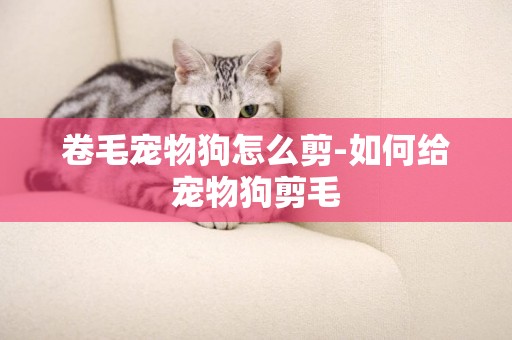 卷毛寵物狗怎么剪-如何給寵物狗剪毛