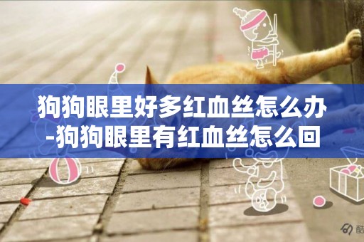 狗狗眼里好多紅血絲怎么辦-狗狗眼里有紅血絲怎么回事