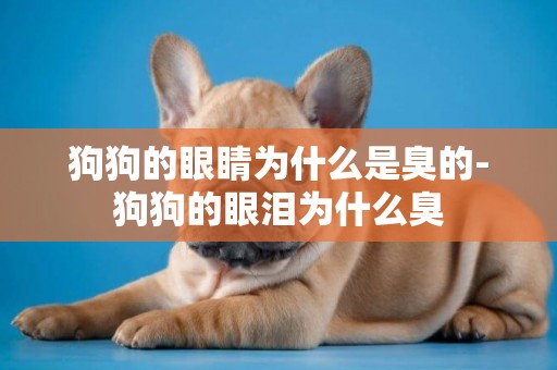 狗狗的眼睛為什么是臭的-狗狗的眼淚為什么臭