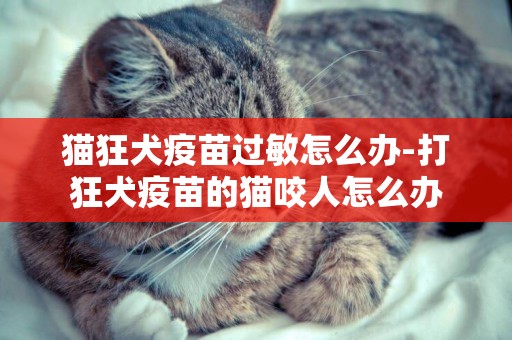 貓狂犬疫苗過敏怎么辦-打狂犬疫苗的貓咬人怎么辦