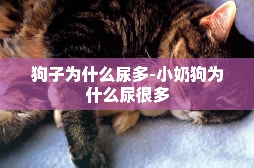 狗子為什么尿多-小奶狗為什么尿很多