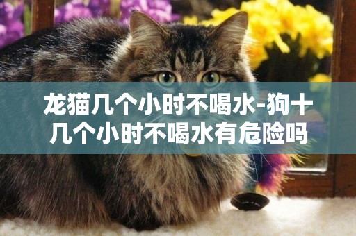 龍貓幾個小時不喝水-狗十幾個小時不喝水有危險嗎