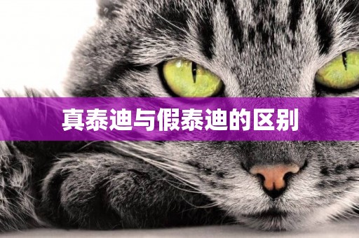 真泰迪與假泰迪的區別