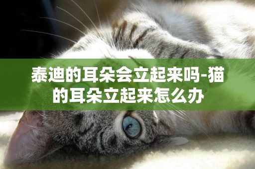 泰迪的耳朵會立起來嗎-貓的耳朵立起來怎么辦