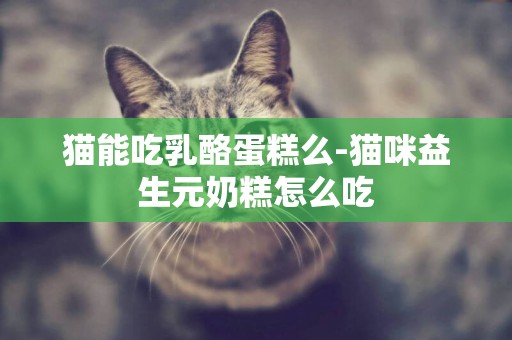 貓能吃乳酪蛋糕么-貓咪益生元奶糕怎么吃