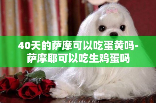 40天的薩摩可以吃蛋黃嗎-薩摩耶可以吃生雞蛋嗎
