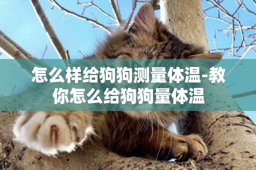 怎么樣給狗狗測量體溫-教你怎么給狗狗量體溫