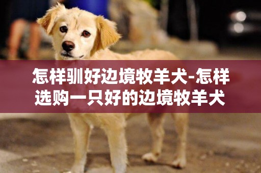 怎樣馴好邊境牧羊犬-怎樣選購一只好的邊境牧羊犬