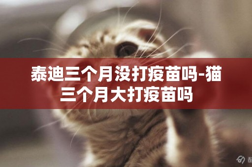 泰迪三個月沒打疫苗嗎-貓三個月大打疫苗嗎