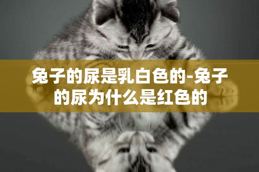 兔子的尿是乳白色的-兔子的尿為什么是紅色的