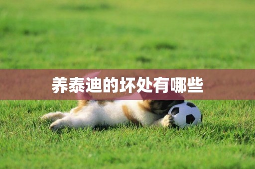 養泰迪的壞處有哪些