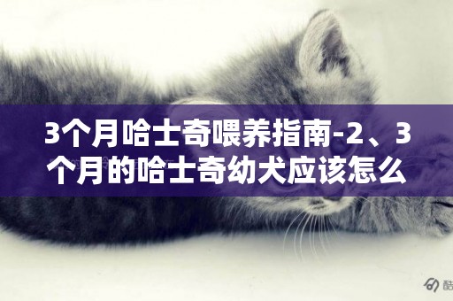 3個月哈士奇喂養指南-2、3個月的哈士奇幼犬應該怎么喂養