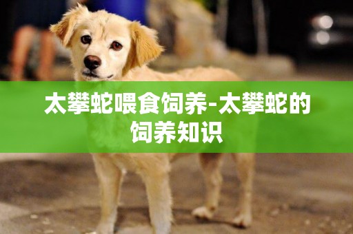 太攀蛇喂食飼養-太攀蛇的飼養知識