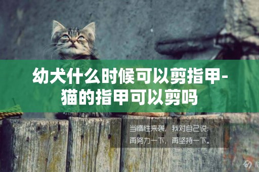 幼犬什么時候可以剪指甲-貓的指甲可以剪嗎