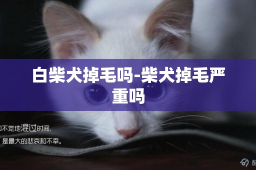 白柴犬掉毛嗎-柴犬掉毛嚴重嗎