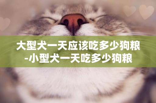 大型犬一天應該吃多少狗糧-小型犬一天吃多少狗糧